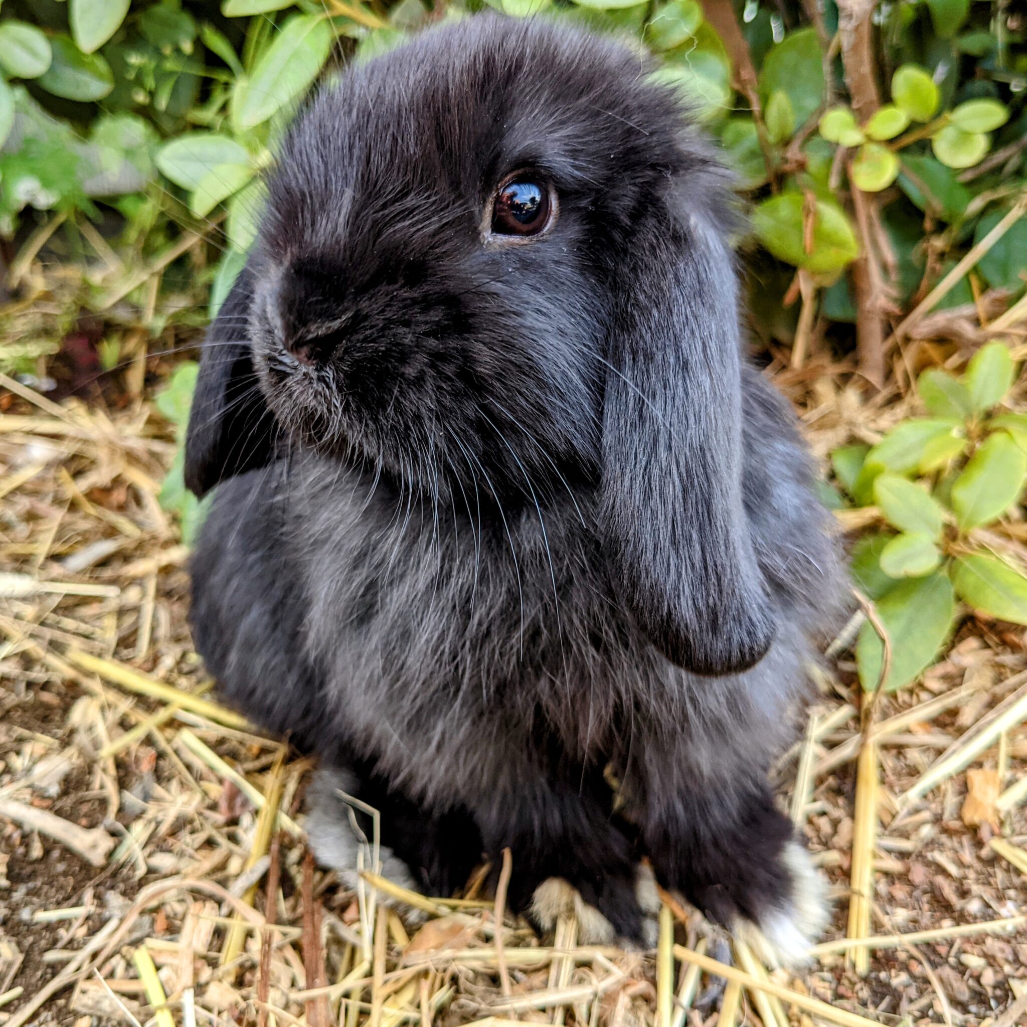 Black Holland