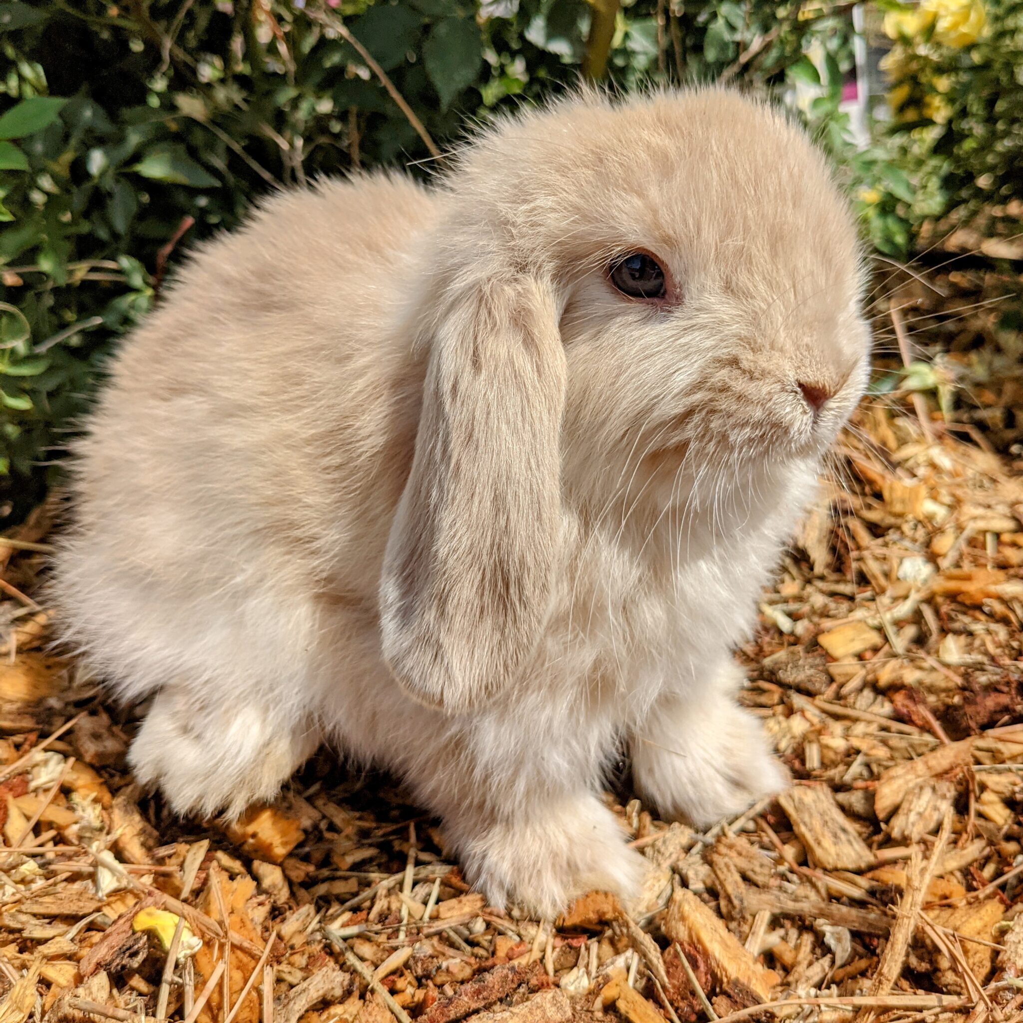 Fawn-Holland
