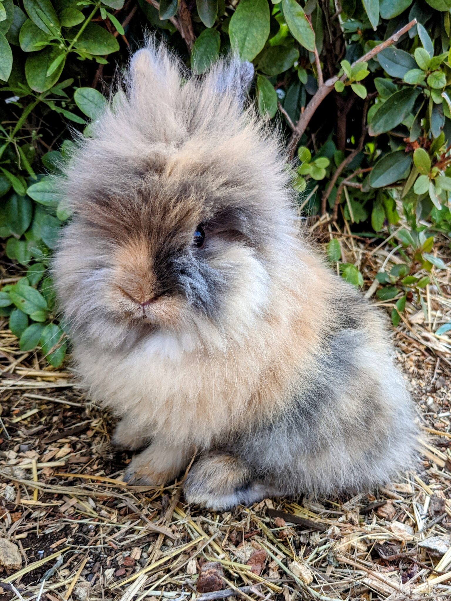 Harlequin Lionhead